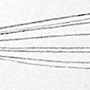 Dicranomyia (Euglochina) saltens : wing
