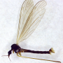 Dicranomyia (Glochina) sericata : habitus - male