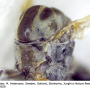 Dicranomyia (Glochina) sericata : body part(s) - thorax
