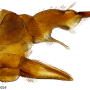 Dicranomyia (Dicranomyia) sparsa : ovipositor
