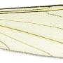 Dicranomyia (Dicranomyia) sparsa : wing