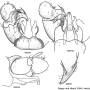 Dicranomyia (Glochina) staryi : hypopygium