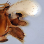 Dicranomyia (Idiopyga) stigmatica : hypopygium