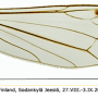 Dicranomyia (Idiopyga) stigmatica : wing