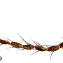 Dicranomyia (Melanolimonia) subaurita : body part(s) - antenna Dicranomyia (Melanolimonia) subaurita : body part(s) - antenna