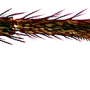 Dicranomyia (Melanolimonia) subaurita : body part(s) - leg Dicranomyia (Melanolimonia) subaurita : body part(s) - leg