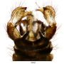Dicranomyia (Melanolimonia) subaurita : hypopygium Dicranomyia (Melanolimonia) subaurita : hypopygium