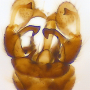 Dicranomyia (Melanolimonia) subaurita : hypopygium Dicranomyia (Melanolimonia) subaurita : hypopygium