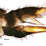 Dicranomyia (Melanolimonia) subaurita : ovipositor Dicranomyia (Melanolimonia) subaurita : ovipositor