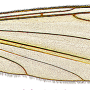Dicranomyia (Melanolimonia) subaurita : wing