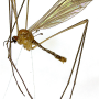 Dicranomyia (Erostrata) tabashii : habitus - male