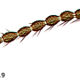 Dicranomyia (Erostrata) tabashii : body part(s) - antenna