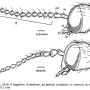 Dicranomyia (Erostrata) tabashii : body part(s) - head and antenna