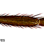 Dicranomyia (Erostrata) tabashii : body part(s) - leg