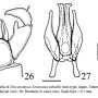 Dicranomyia (Erostrata) tabashii : hypopygium