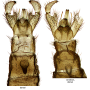 Dicranomyia (Erostrata) tabashii : hypopygium