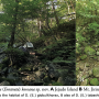 Dicranomyia (Erostrata) tabashii : habitat