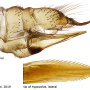 Dicranomyia (Erostrata) tabashii : ovipositor