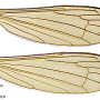 Dicranomyia (Erostrata) tabashii : wing