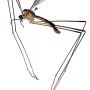 Dicranomyia (Dicranomyia) tenuicula : habitus - male