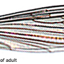 Dicranomyia (Dicranomyia) tenuicula : wing
