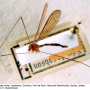 Dicranomyia (Dicranomyia) tinctipennis : habitus - male Dicranomyia (Dicranomyia) tinctipennis : habitus - male