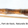 Dicranomyia (Dicranomyia) tinctipennis : body part(s) - abdomen