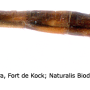 Dicranomyia (Dicranomyia) tinctipennis : body part(s) - abdomen