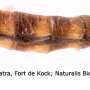 Dicranomyia (Dicranomyia) tinctipennis : body part(s) - abdomen