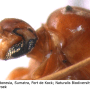 Dicranomyia (Dicranomyia) tinctipennis : body part(s) - head Dicranomyia (Dicranomyia) tinctipennis : body part(s) - head