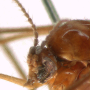 Dicranomyia (Dicranomyia) tinctipennis : body part(s) - head Dicranomyia (Dicranomyia) tinctipennis : body part(s) - head