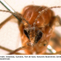 Dicranomyia (Dicranomyia) tinctipennis : body part(s) - head Dicranomyia (Dicranomyia) tinctipennis : body part(s) - head