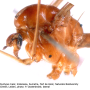 Dicranomyia (Dicranomyia) tinctipennis : body part(s) - thorax