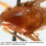 Dicranomyia (Dicranomyia) tinctipennis : body part(s) - thorax