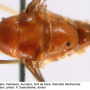 Dicranomyia (Dicranomyia) tinctipennis : body part(s) - thorax