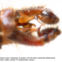 Dicranomyia (Dicranomyia) tinctipennis : hypopygium