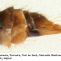 Dicranomyia (Dicranomyia) tinctipennis : ovipositor
