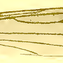Dicranomyia (Dicranomyia) tinctipennis : wing