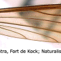 Dicranomyia (Dicranomyia) tinctipennis : wing