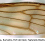 Dicranomyia (Dicranomyia) tinctipennis : wing