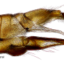 Dicranomyia (Glochina) tristis : ovipositor