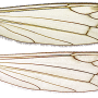 Dicranomyia (Glochina) tristis : wing