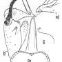 Dicranomyia (Glochina) tristoides : hypopygium