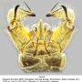 Dicranomyia (Glochina) tristoides : hypopygium