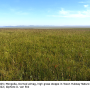 Dicranomyia (Glochina) tristoides : habitat