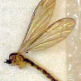 Dicranomyia (Dicranomyia) unispinosa : habitus - female
