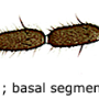 Dicranomyia (Dicranomyia) unispinosa : body part(s) - antenna