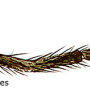 Dicranomyia (Dicranomyia) unispinosa : body part(s) - leg