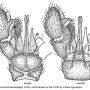 Dicranomyia (Dicranomyia) unispinosa : hypopygium