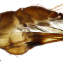 Dicranomyia (Dicranomyia) unispinosa : ovipositor